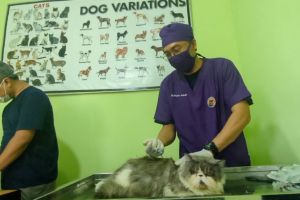 Cegah rabies, ratusan hewan piaraan divaksinasi di Madiun