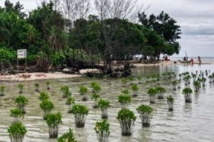 DLH DKI rumuskan Rapergub pemanfaatan dan kendali ekosistem mangrove