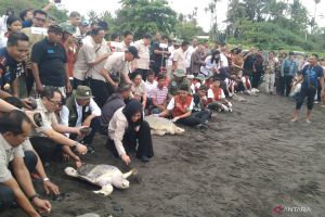 Menhut dan DPR RI lepasliarkan tukik di Gianyar Bali