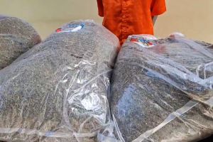 Polda Papua musnahkan ganja asal Papua Nugini
