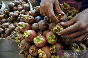 Manggis segar dari Indonesia serbu pasar China