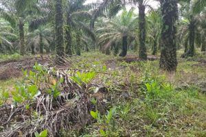 Bupati: Situs Kota Kapur terancam hilang dampak tambang - sawit&nbsp;