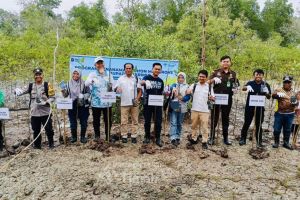 PT Timah tanam 5.000 mangrove di Pantai Kobel&nbsp;mitigasi bencana