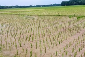 Pemkab Lebak minta pelaku industri perumahan tidak manfaatkan LP2B&nbsp;