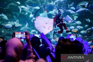 Selain SeaWorld, ini tempat wisata akuarium yang menarik dikunjungi
