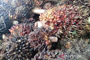 Harga TBS Kaltim turun dampak melemahnya CPO