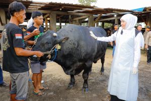 Gubernur Khofifah dorong peternak Jatim penuhi daging di pasar global