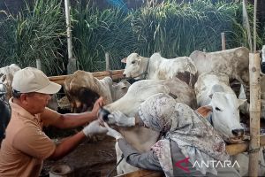 Dua sapi Bantul lolos seleksi jadi kurban Presiden Prabowo
