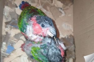 BKSDA Maluku amankan dua ekor burung nuri kepala hitam di Tual