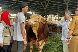 Sumsel terima 18 sapi kurban bantuan Presiden Prabowo