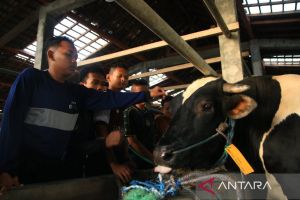 Kemarin, Prabowo salurkan sapi 910 kg-banjir di KAT Gorontalo Utara