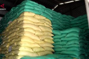 Bulog Kalteng serap 1.200 ton beras dari petani lokal untuk cadangan