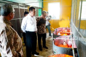Kepala Bapanas kawal stabilitas harga ayam broiler tingkat peternak