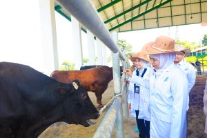 Khofifah harap semen beku BBIB Singosari percepat swasembada daging