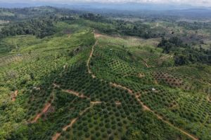 Genesis temukan sawit ilegal masih berproduksi di habitat Gajah Seblat