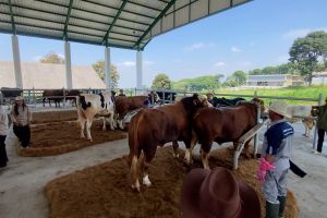 Inseminasi buatan jadi kunci percepatan swasembada daging