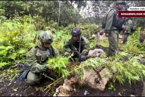 Satgas TNI sita 169 batang ganja di Pegunungan Bintang