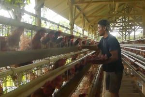 Serapan rendah, Wagub Jateng desak SPPG beli telur dari peternak lokal