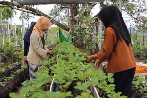 Pemkot Pontianak perkuat ketahanan pangan lewat hortikultura