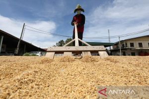 BPS proyeksikan produksi beras RI 25,28 juta ton hingga Agustus 2026