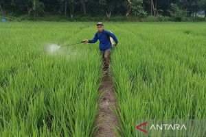 KTNA: Penurunan pupuk subsidi dan kepastian harga jadi perubahan nyata