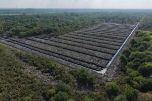 Polda Riau selidiki dugaan perusakan 100 hektare hutan mangrove