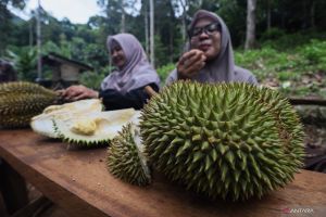 Menyulap kebun durian menjadi magnet agrowisata musiman
