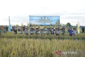 Panen raya padi program TNI di Jambi dukung ketahanan pangan nasional