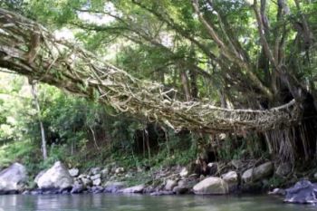Jembatan Akar "Diserbu" Pengunjung