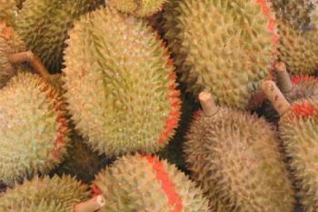 Menteri LHK : Rehabilitasi Hutan Diisi Tanaman Buah