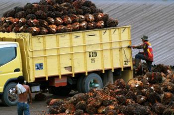 Harga CPO di daerah ini anjlok Rp380 per kilogram