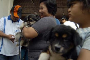 PEMANTAUAN RABIES.