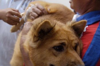 WHO conducts study of rabies in Bali