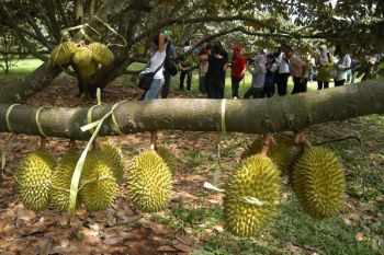 Palembang Segera Miliki Objek Wisata Kebun Buah 
