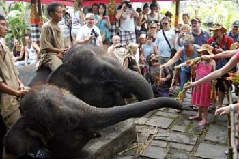 BERINTERAKSI DENGAN GAJAH