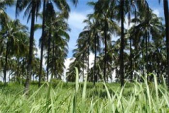 Apeksu: Petani Kelapa Harus Dibantu