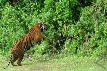 Pelepasan Harimau Sumatera