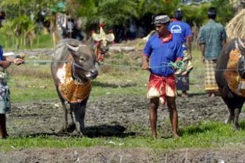KONTES SAPI BALI