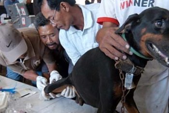 SAMPEL DARAH ANJING