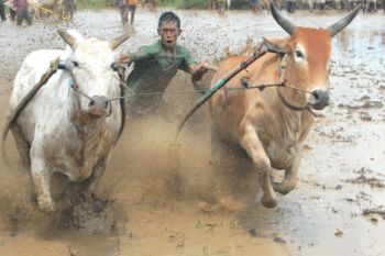 Atraksi budaya pacu jawi Tanah Datar masuk nominasi API 2018