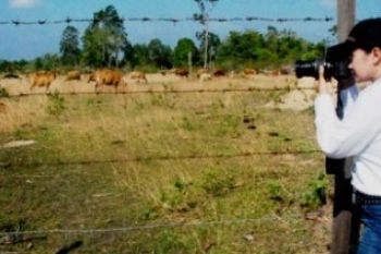 Mengamati Sapi Bantuan