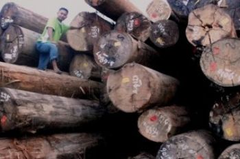 Incar Kayu Saja