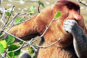 Misteri Bekantan Pulau Kumala