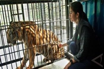 Dauta Harimau