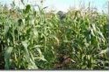 Distanak salurkan 7.500 Kg benih jagung