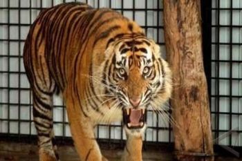 Rehabilitasi Harimau