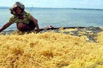 Kualitas Rumput Laut