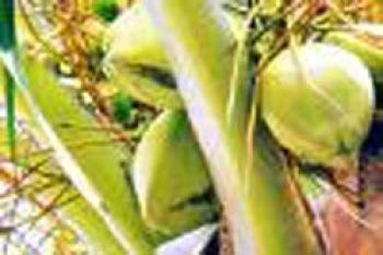 Tepung Kelapa Sulut Disukai Masyarakat Dunia