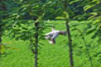 Petani remajakan tanaman kopi dengan sistem sambung 