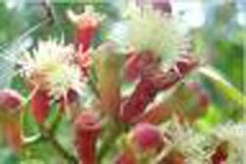Petani diminta lestarikan tanaman cengkih